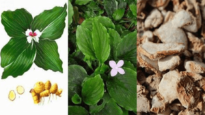 củ cây địa liền
